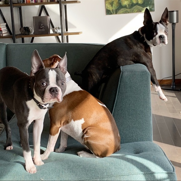 Meet your Posher, Iris - Picture 5 of 9